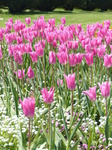 FZ005172 Pink tulips in Dyffryn Gardens.jpg